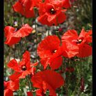 Mohn auf Rügen