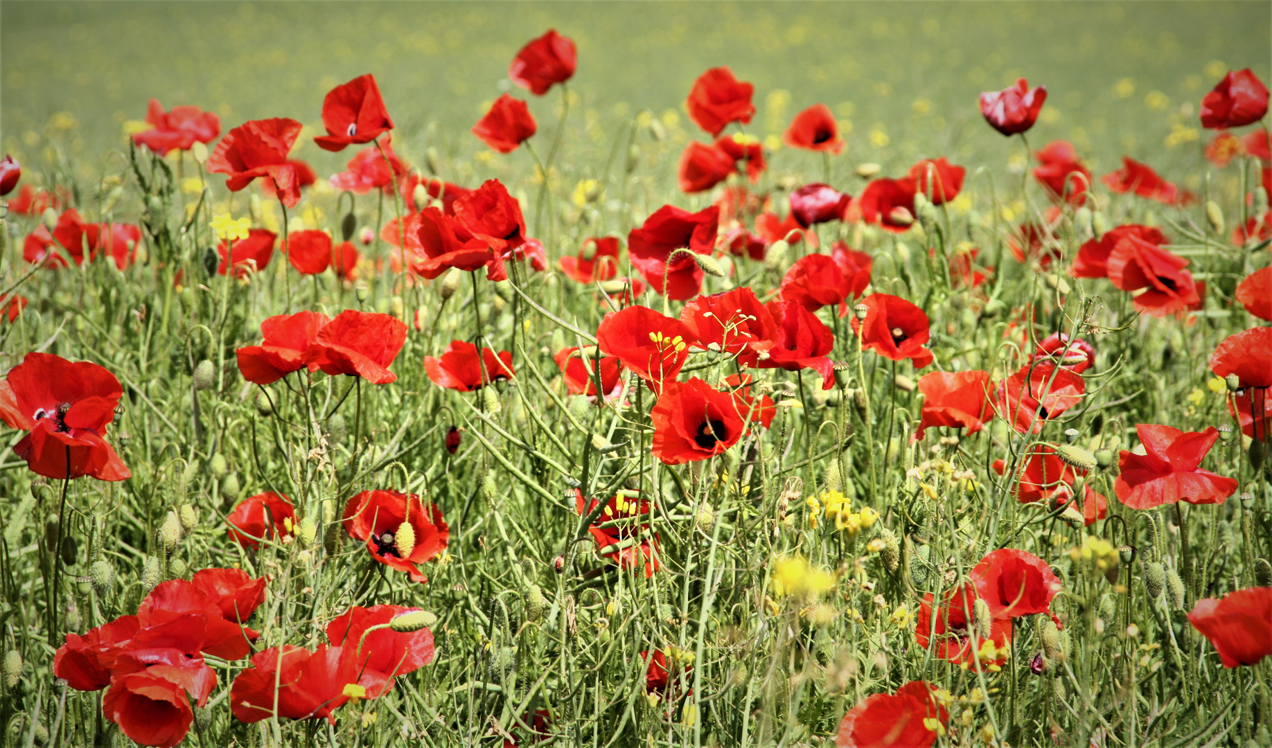 Mohn auf Rügen