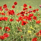 Mohn auf Rügen