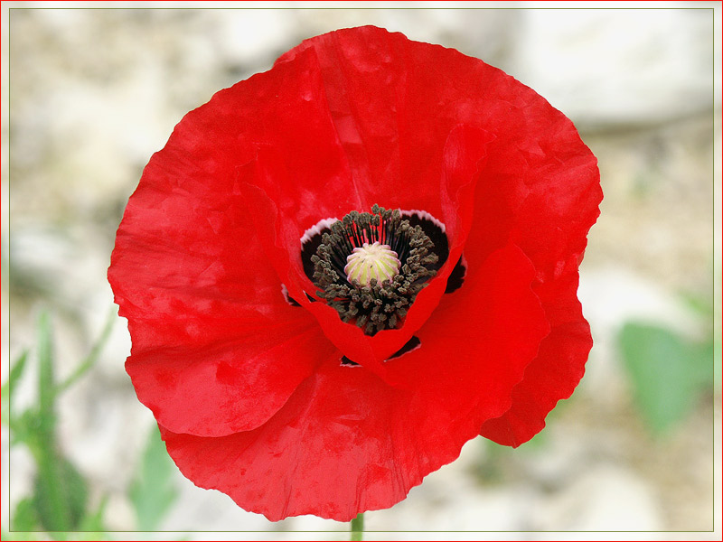 Mohn auf steinigem Untergrund