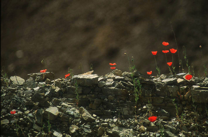 Mohn auf Steinmauer..