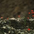 Mohn auf Steinmauer..