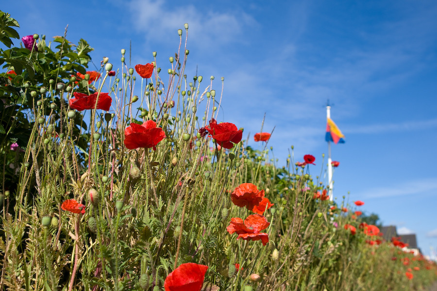 Mohn auf Sylt (2)