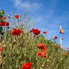 Mohn auf Sylt (2)