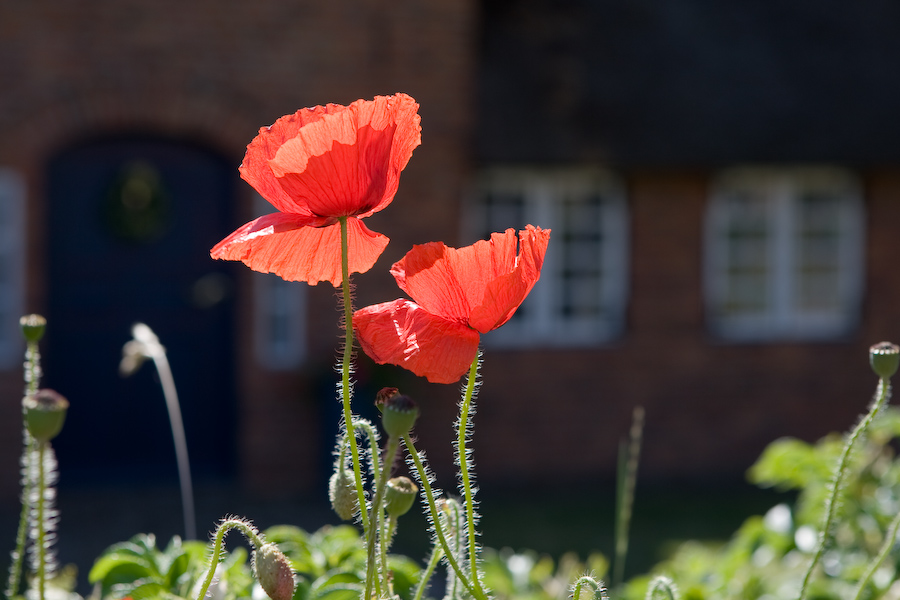 Mohn auf Sylt