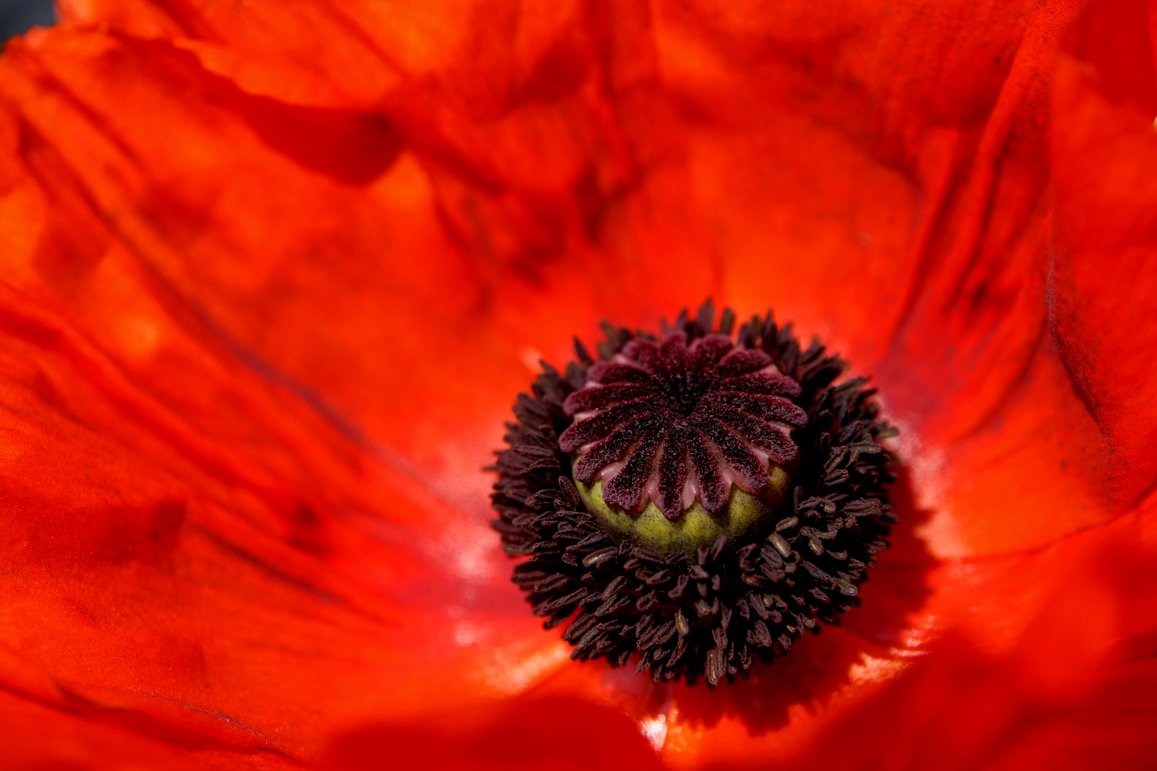 Mohn auf Texel