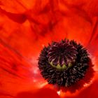 Mohn auf Texel