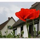 Mohn auf Usedom