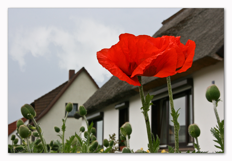 Mohn auf Usedom