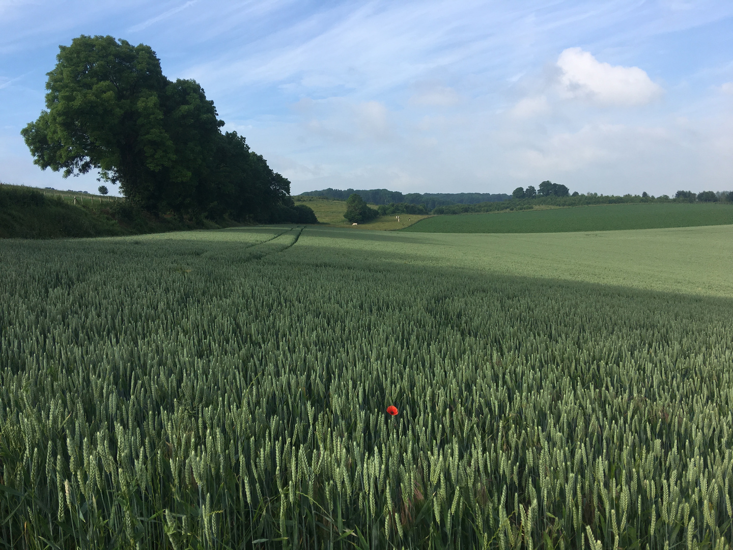 Mohn aufm Feld