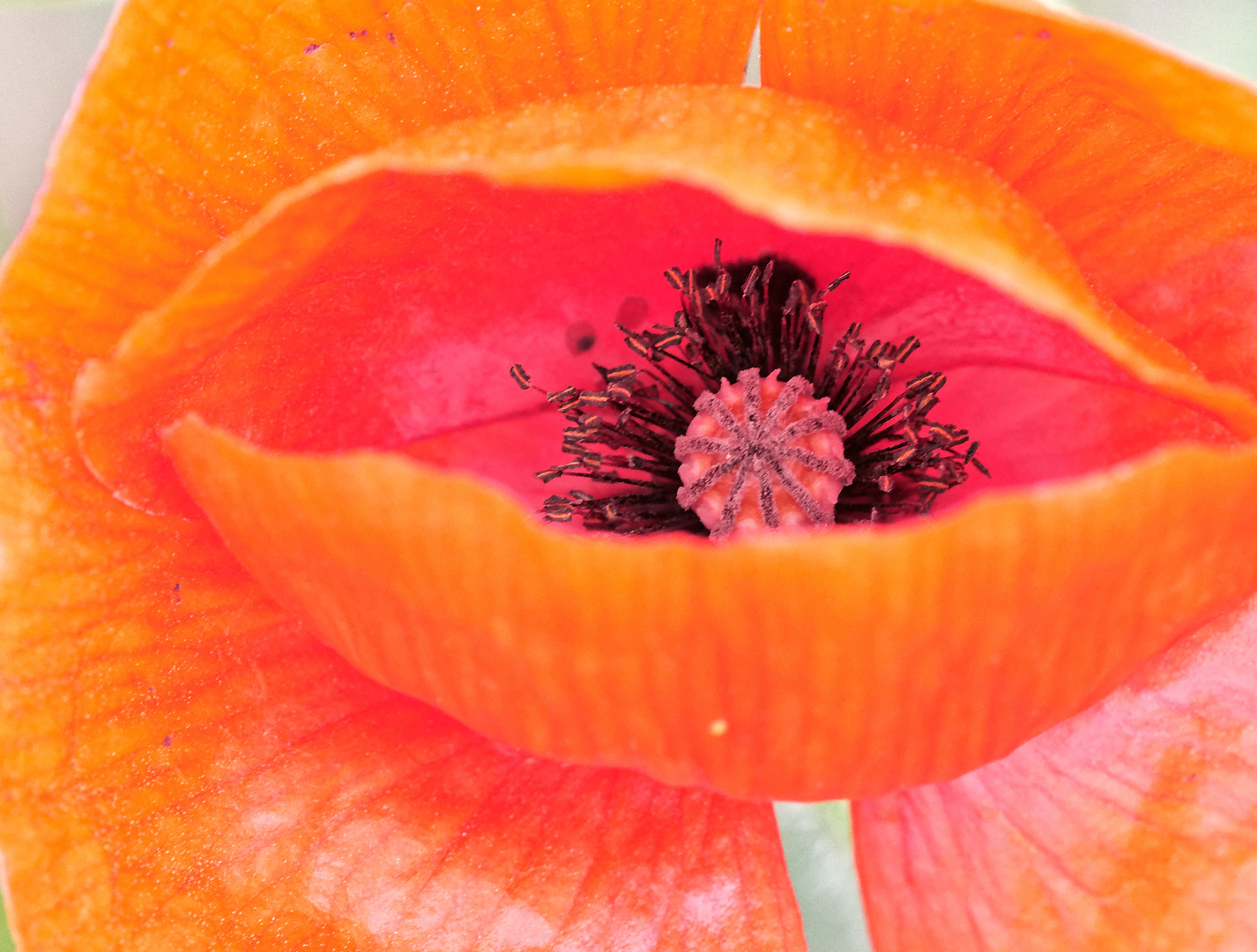 Mohn-Auge schaut mich an!