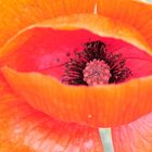 Mohn-Auge schaut mich an!