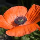 Mohn aus Amsterdam