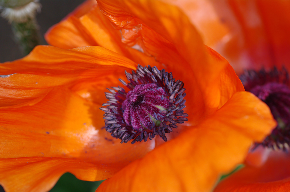 Mohn aus anderer Perspektive