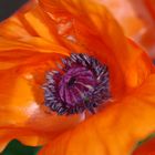 Mohn aus anderer Perspektive