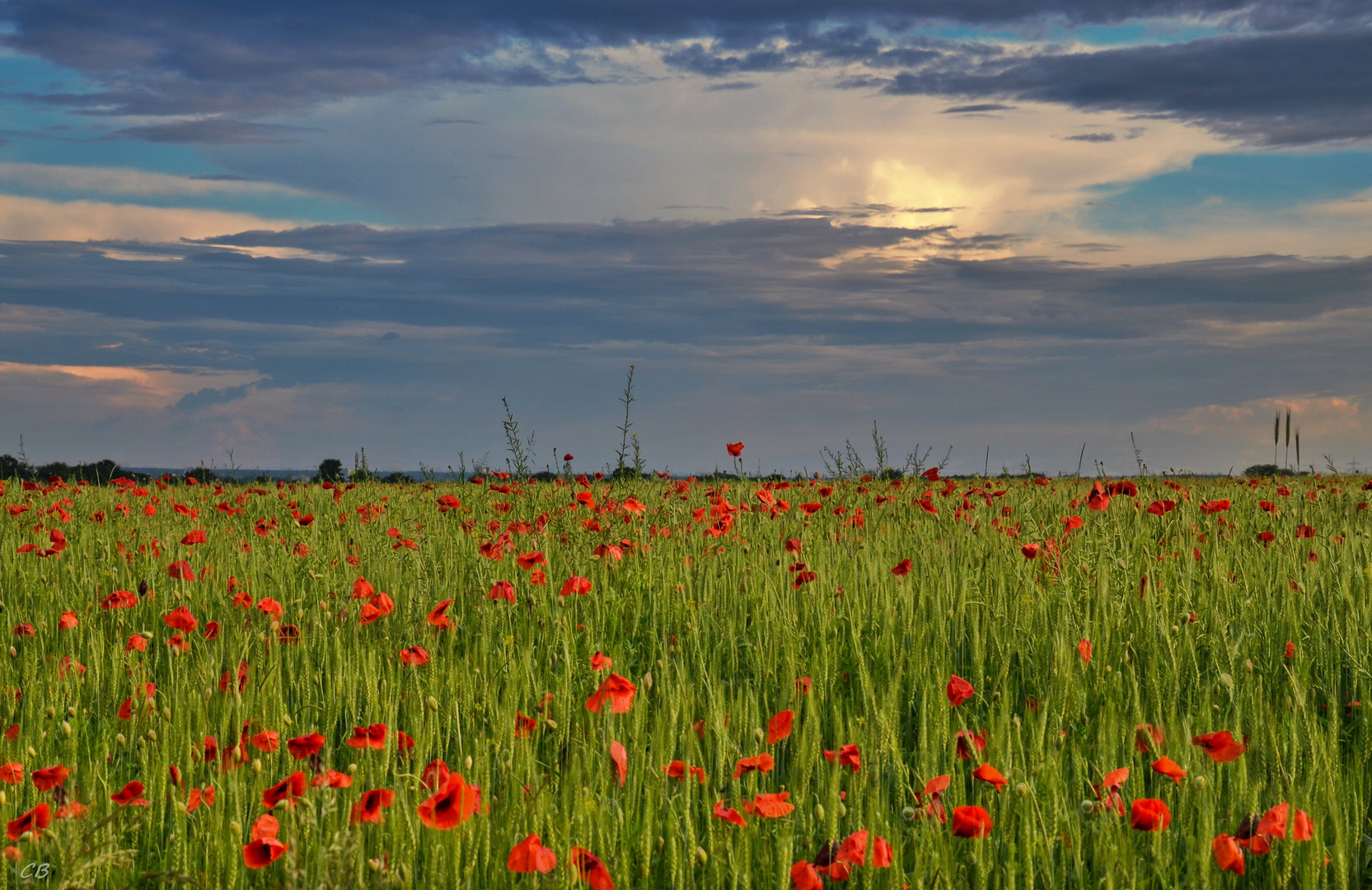 Mohn aus der Dose, ...