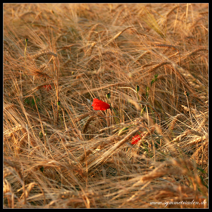 Mohn aus der Eifel