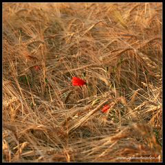 Mohn aus der Eifel