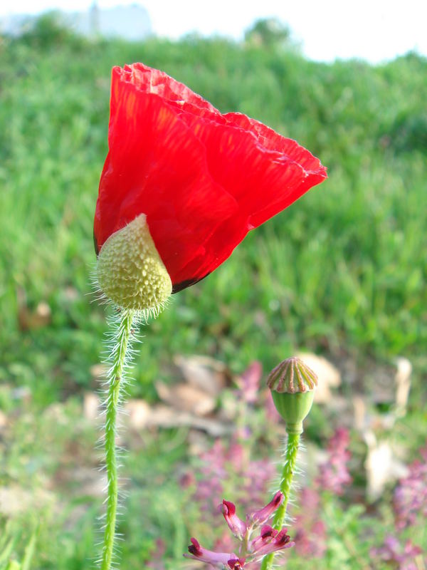 Mohn aus der Provence