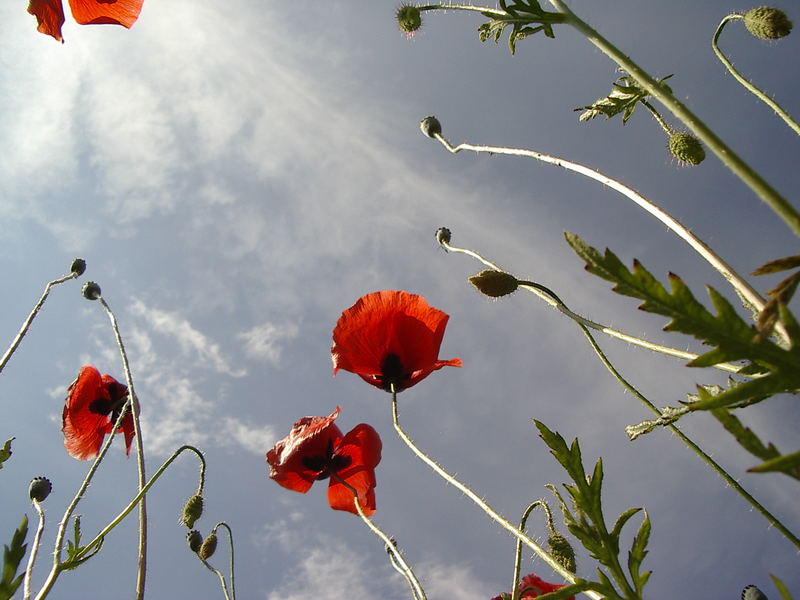 Mohn aus einer ganz anderen Persepektive