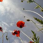 Mohn aus einer ganz anderen Persepektive