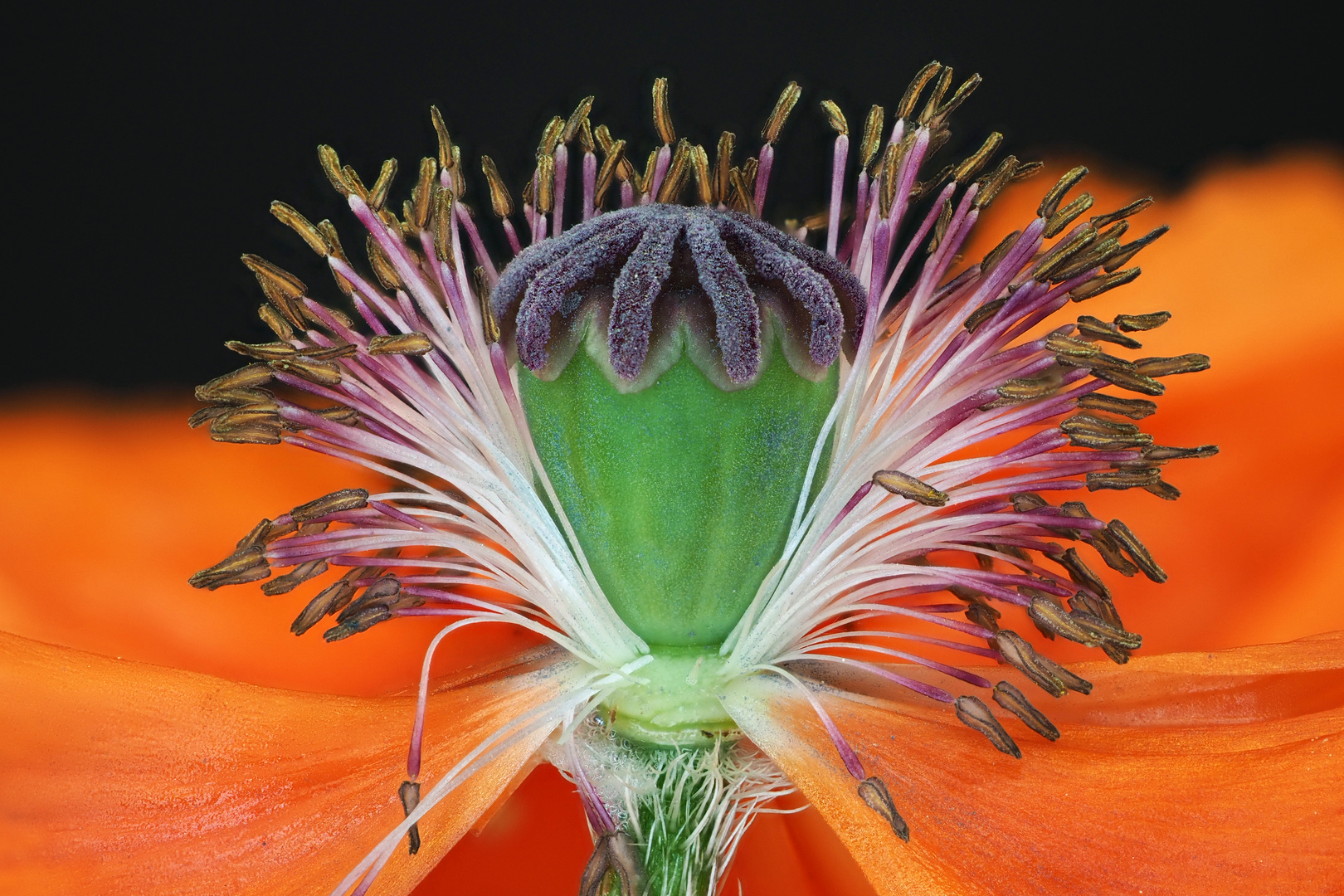 Mohn aus meinen Vorgarteb