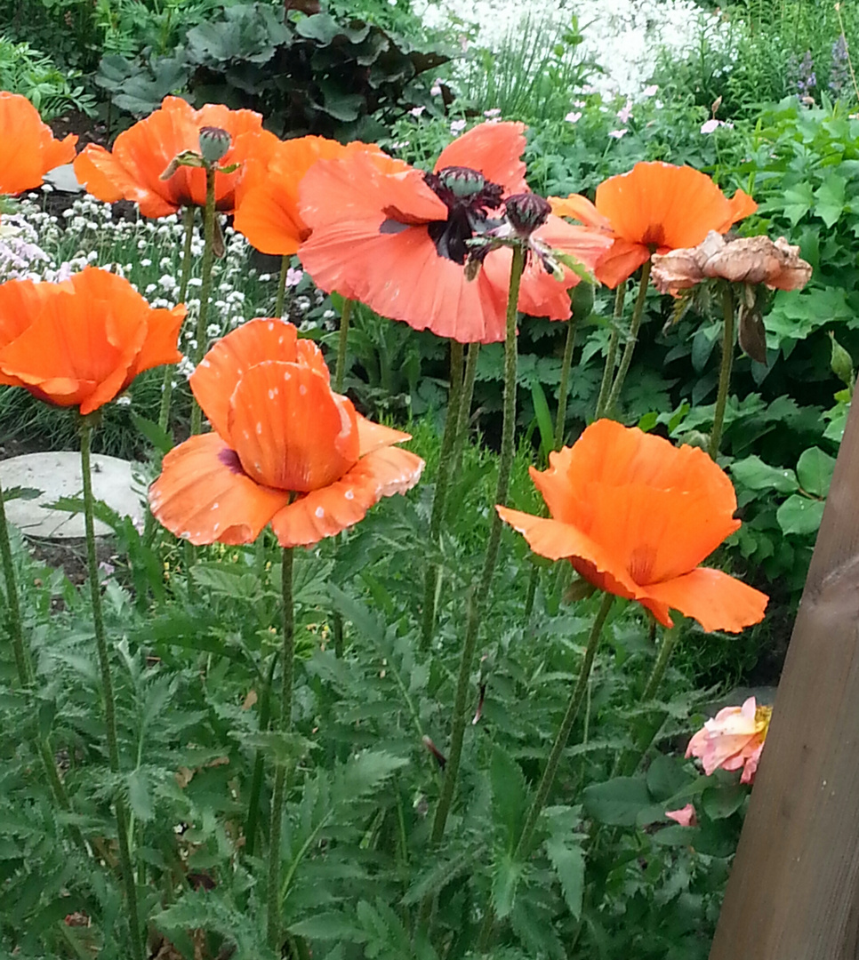 Mohn aus Nachbars Garten