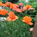 Mohn aus Nachbars Garten