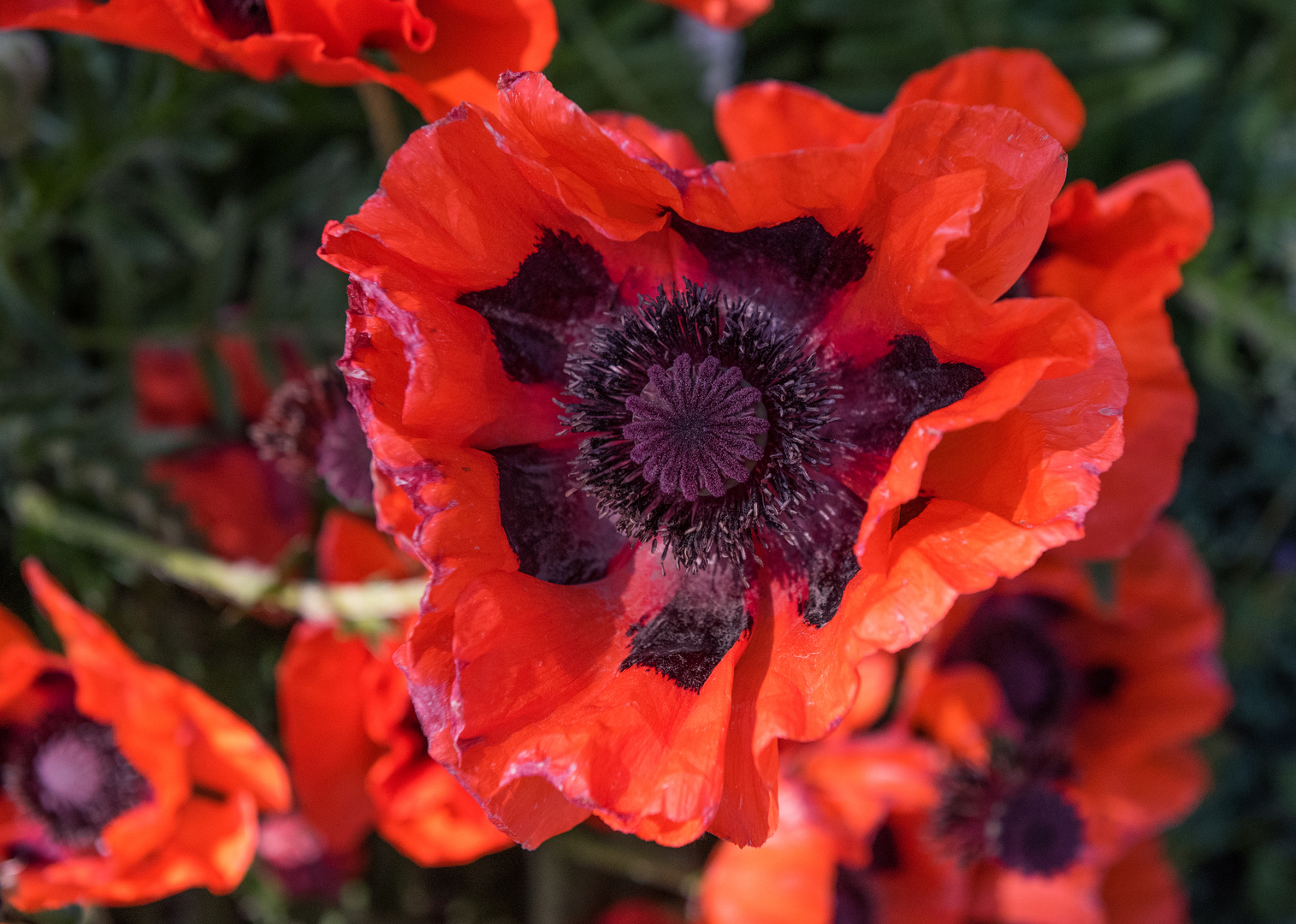 Mohn aus Nachbars Garten