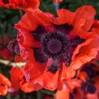 Mohn aus Nachbars Garten