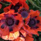 Mohn aus Nachbars Garten_1