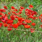 Mohn aus Portugal