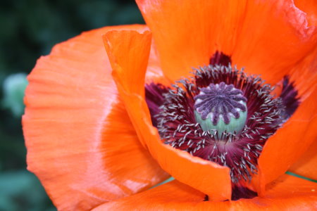 Mohn aus unserem Garten