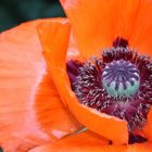 Mohn aus unserem Garten