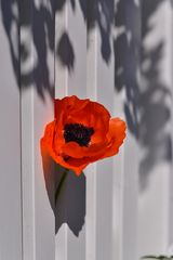 Mohn Ausbruch