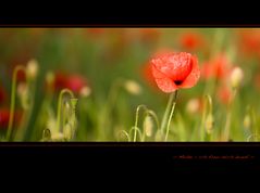 Mohn - Auserlesen