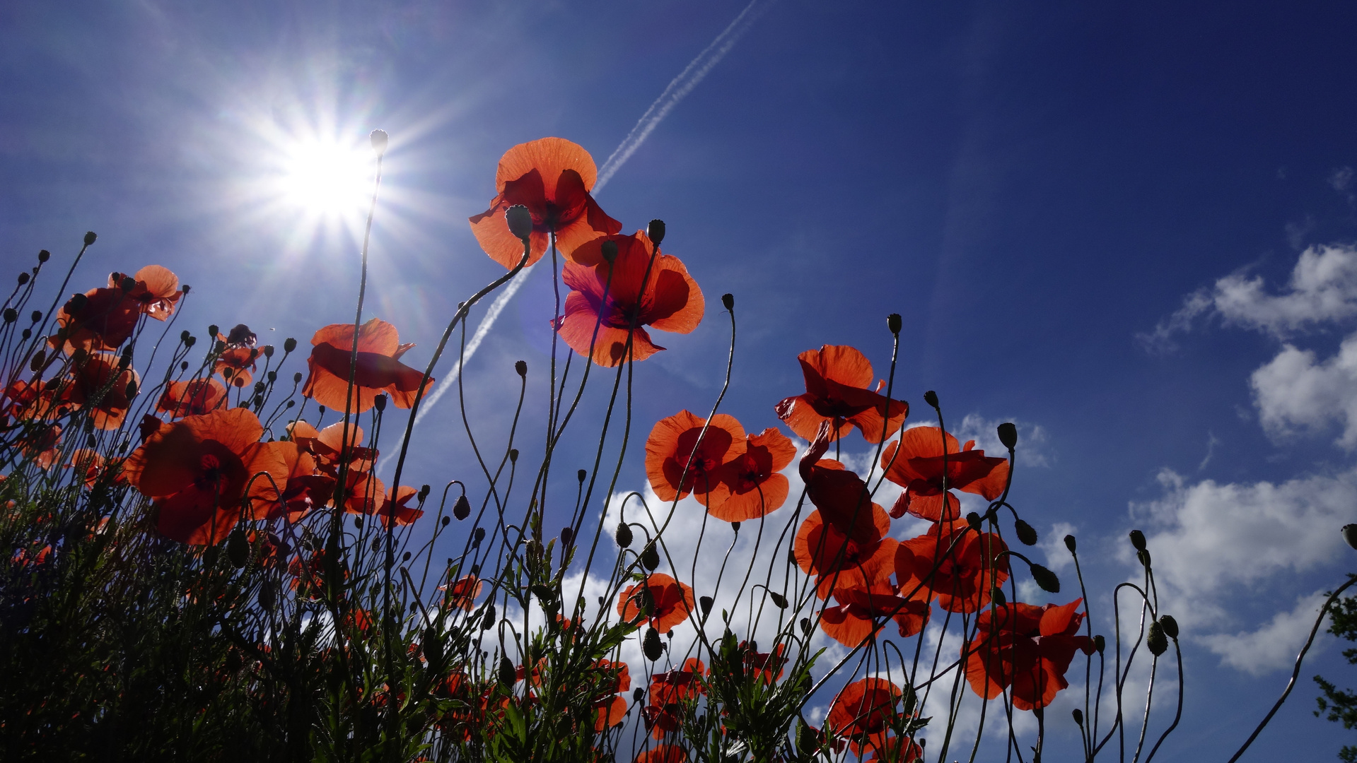 Mohn b Al_DSC0004