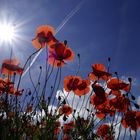 Mohn b Al_DSC0004