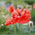 °°° Mohn °°°