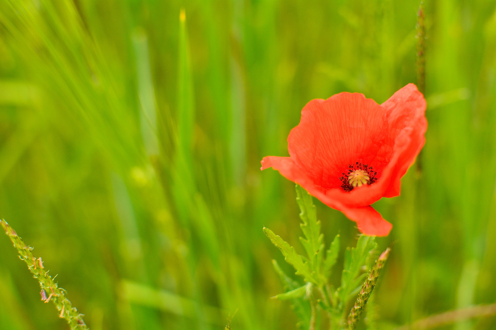 Mohn