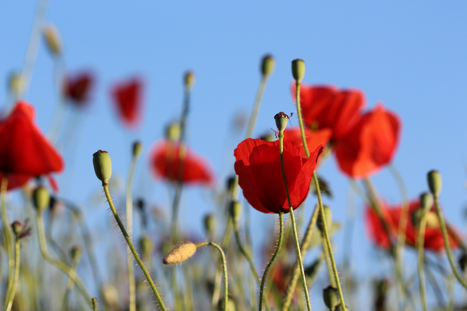 Mohn