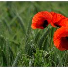 ---- Mohn ----