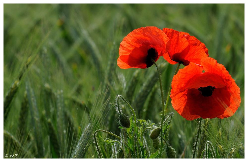 ---- Mohn ----