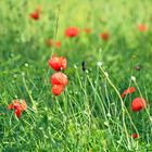 Mohn