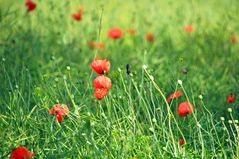 Mohn