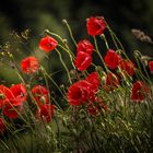 Mohn