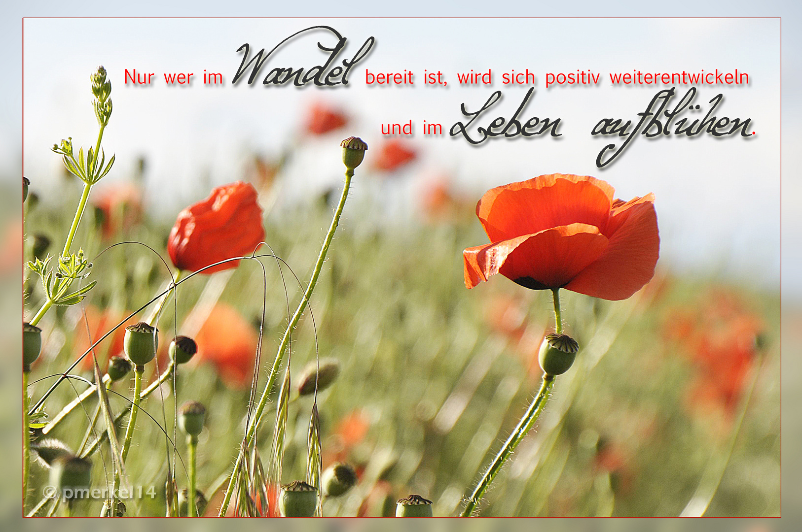 Mohn