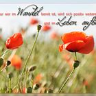 Mohn