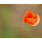 " Mohn "