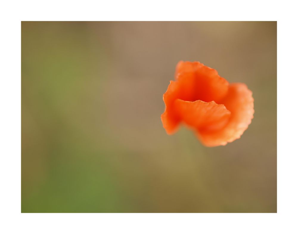 " Mohn "